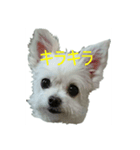 気ままなきなこ（個別スタンプ：1）