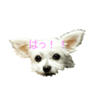 気ままなきなこ（個別スタンプ：4）