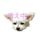 気ままなきなこ（個別スタンプ：5）