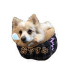 レオンとチー太2（個別スタンプ：6）