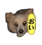 レオンとチー太2（個別スタンプ：7）