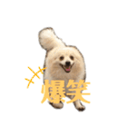 レオンとチー太2（個別スタンプ：8）