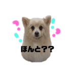 レオンとチー太2（個別スタンプ：17）