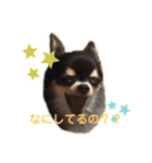 レオンとチー太2（個別スタンプ：20）