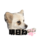 レオンとチー太2（個別スタンプ：21）