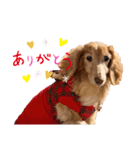 愛犬めいちゃんスタンプ（個別スタンプ：1）