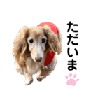 愛犬めいちゃんスタンプ（個別スタンプ：2）