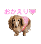 愛犬めいちゃんスタンプ（個別スタンプ：3）