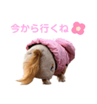 愛犬めいちゃんスタンプ（個別スタンプ：4）