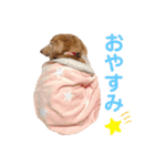 愛犬めいちゃんスタンプ（個別スタンプ：5）