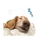 愛犬めいちゃんスタンプ（個別スタンプ：6）