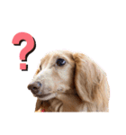 愛犬めいちゃんスタンプ（個別スタンプ：11）