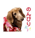 愛犬めいちゃんスタンプ（個別スタンプ：12）