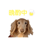 愛犬めいちゃんスタンプ（個別スタンプ：13）