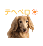 愛犬めいちゃんスタンプ（個別スタンプ：14）