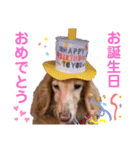 愛犬めいちゃんスタンプ（個別スタンプ：15）
