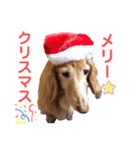 愛犬めいちゃんスタンプ（個別スタンプ：16）