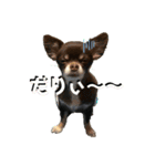 ニケベラスタンプ（個別スタンプ：16）