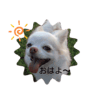 ☆チワワのリボン☆（個別スタンプ：1）