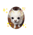 ☆チワワのリボン☆（個別スタンプ：3）