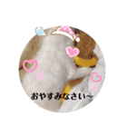 ☆チワワのリボン☆（個別スタンプ：4）