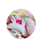 ☆チワワのリボン☆（個別スタンプ：9）