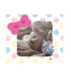 ☆チワワのリボン☆（個別スタンプ：13）