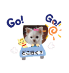 ☆チワワのリボン☆（個別スタンプ：17）