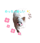 ☆チワワのリボン☆（個別スタンプ：18）