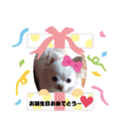 ☆チワワのリボン☆（個別スタンプ：21）