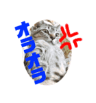オラオラ系ネコ様（個別スタンプ：2）