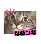 オラオラ系ネコ様（個別スタンプ：7）