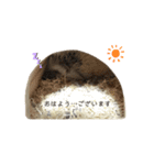 はりねずみのハリー（個別スタンプ：8）