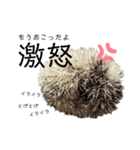 はりねずみのハリー（個別スタンプ：21）