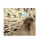 はりねずみのハリー（個別スタンプ：27）