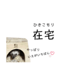 はりねずみのハリー（個別スタンプ：29）