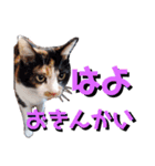 えりちゃんズ（個別スタンプ：10）