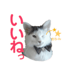 もふ次郎スタンプ2（個別スタンプ：1）
