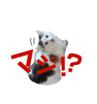 もふ次郎スタンプ2（個別スタンプ：6）