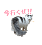 もふ次郎スタンプ2（個別スタンプ：8）