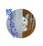もふ次郎スタンプ2（個別スタンプ：14）
