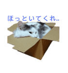 もふ次郎スタンプ2（個別スタンプ：15）