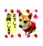 mimi♡♡♡mimi（個別スタンプ：35）