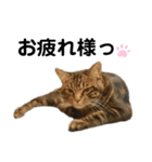 レオくん よく使う言葉（個別スタンプ：8）