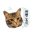 レオくん よく使う言葉（個別スタンプ：15）