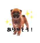 柴犬ずっぴのスタンプ（個別スタンプ：2）