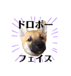 柴犬ずっぴのスタンプ（個別スタンプ：3）