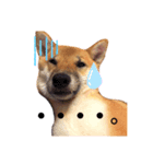 柴犬ずっぴのスタンプ（個別スタンプ：4）