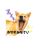 柴犬ずっぴのスタンプ（個別スタンプ：6）