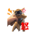 柴犬ずっぴのスタンプ（個別スタンプ：7）